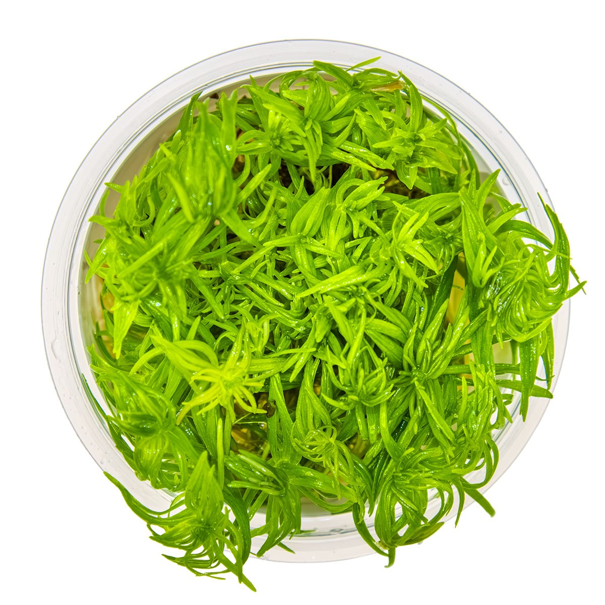 Pogostemon deccanensis Aquarium Plant — 1-2-Grow!