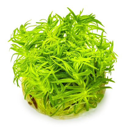 Pogostemon deccanensis Aquarium Plant — 1-2-Grow!