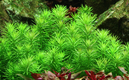 Pogostemon deccanensis Aquarium Plant — 1-2-Grow!