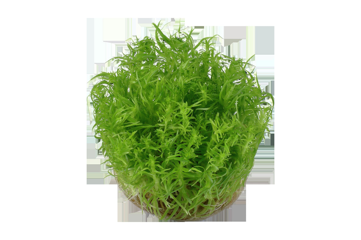 Pogostemon deccanensis Aquarium Plant — 1-2-Grow!