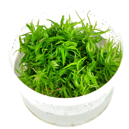 Pogostemon deccanensis Aquarium Plant — 1-2-Grow!