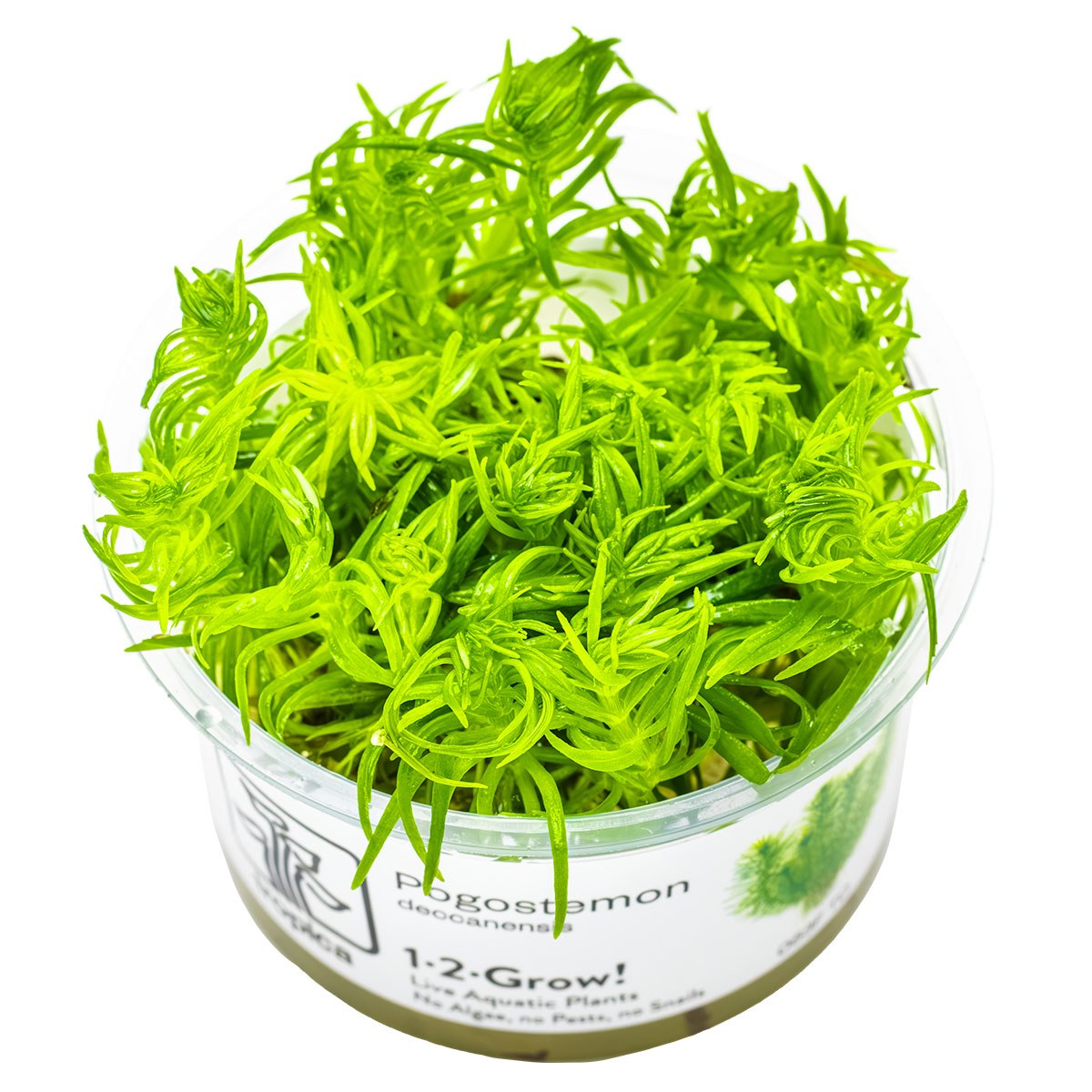 Pogostemon deccanensis Aquarium Plant — 1-2-Grow!