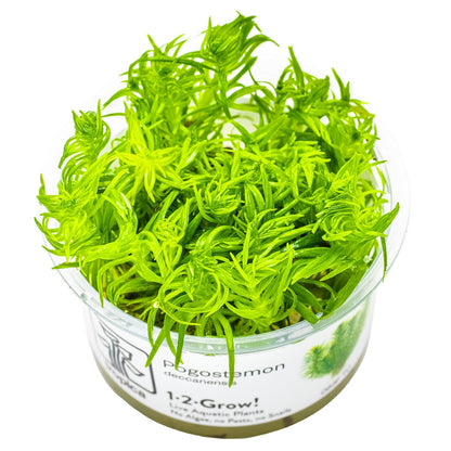 Pogostemon deccanensis Aquarium Plant — 1-2-Grow!