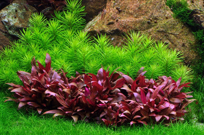 Pogostemon deccanensis Aquarium Plant
