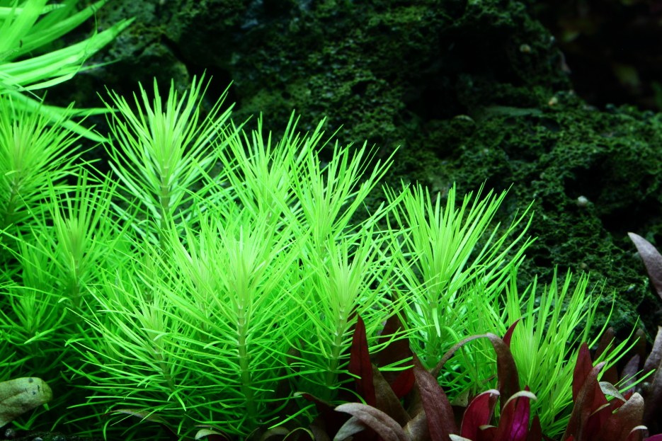 Pogostemon deccanensis Aquarium Plant