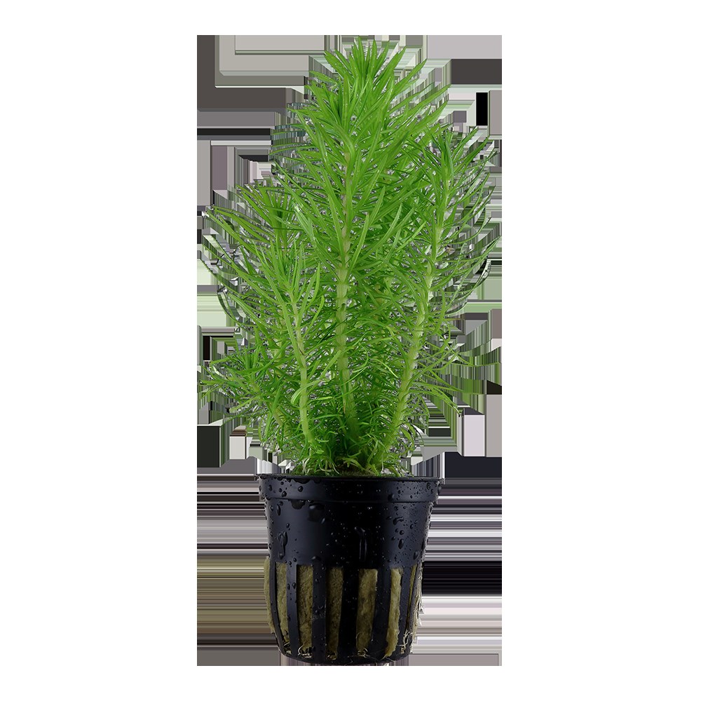 Pogostemon deccanensis Aquarium Plant — Potted