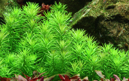 Pogostemon deccanensis Aquarium Plant — Potted