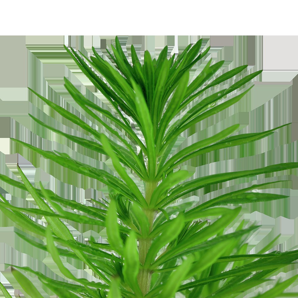 Pogostemon deccanensis Aquarium Plant — Potted