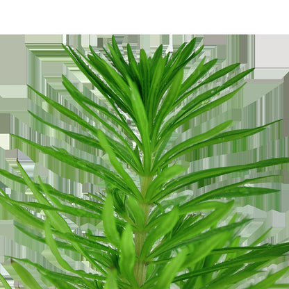 Pogostemon deccanensis Aquarium Plant — Potted