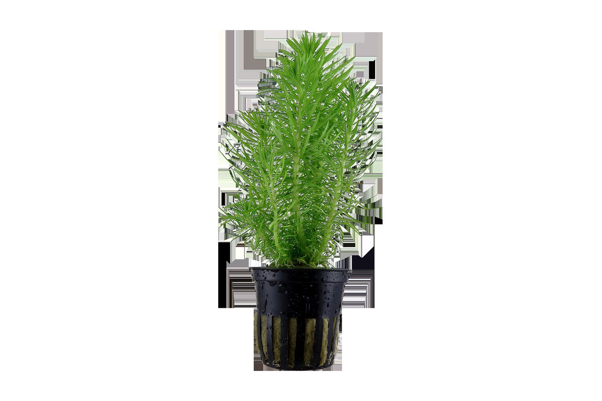 Pogostemon deccanensis Aquarium Plant — Potted