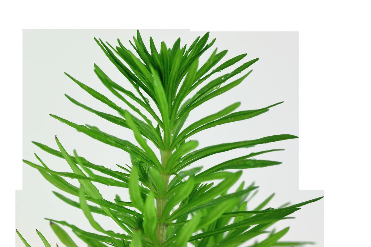 Pogostemon deccanensis Aquarium Plant — Potted