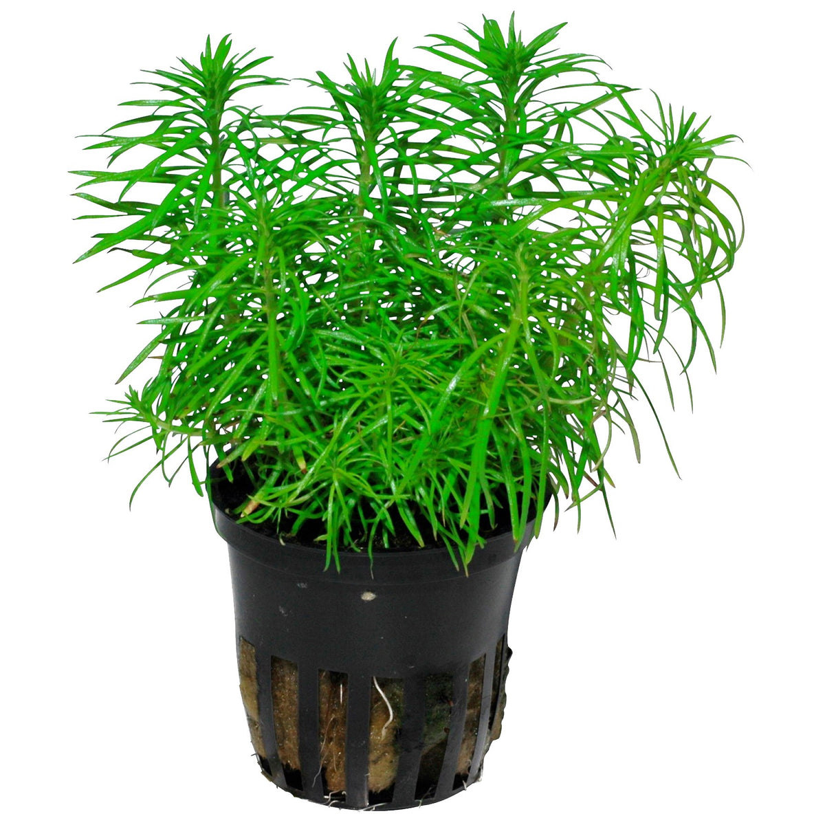 Pogostemon deccanensis Aquarium Plant — Potted