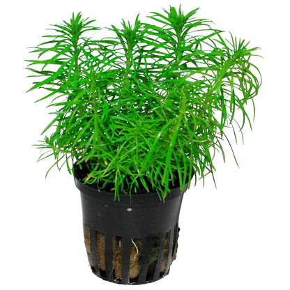Pogostemon deccanensis Aquarium Plant — Potted