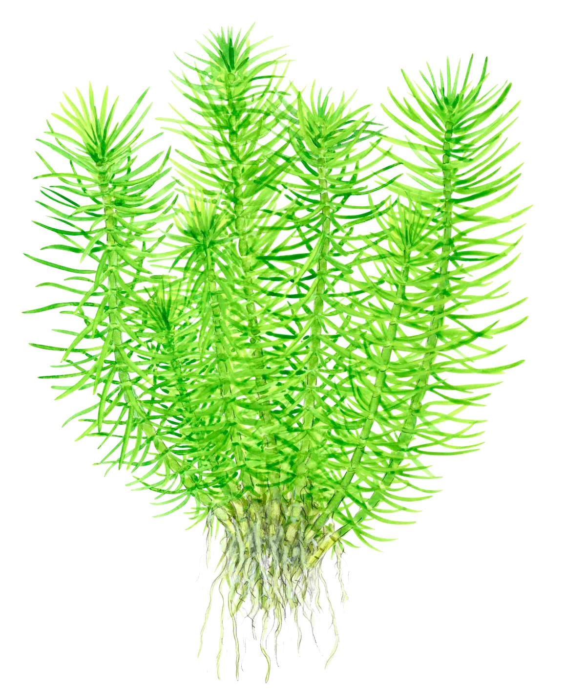 Pogostemon deccanensis Aquarium Plant