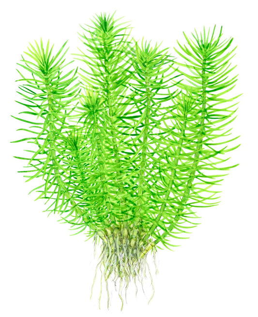 Pogostemon deccanensis Aquarium Plant