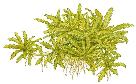 Pogostemon helferi 'Downoi' Foreground Plant — Potted