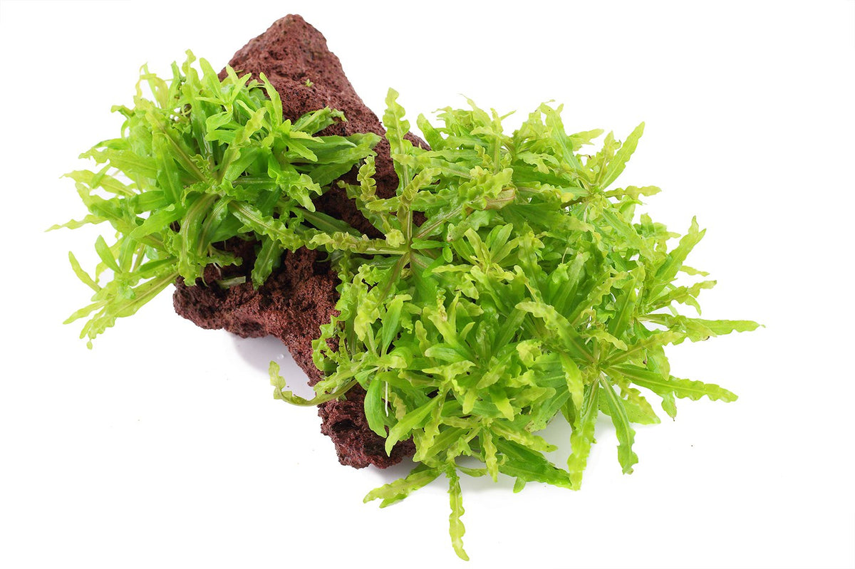 Pogostemon helferi on Lava Stone — Standard