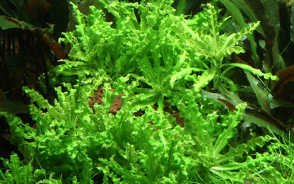 Pogostemon helferi on Lava Stone — Standard