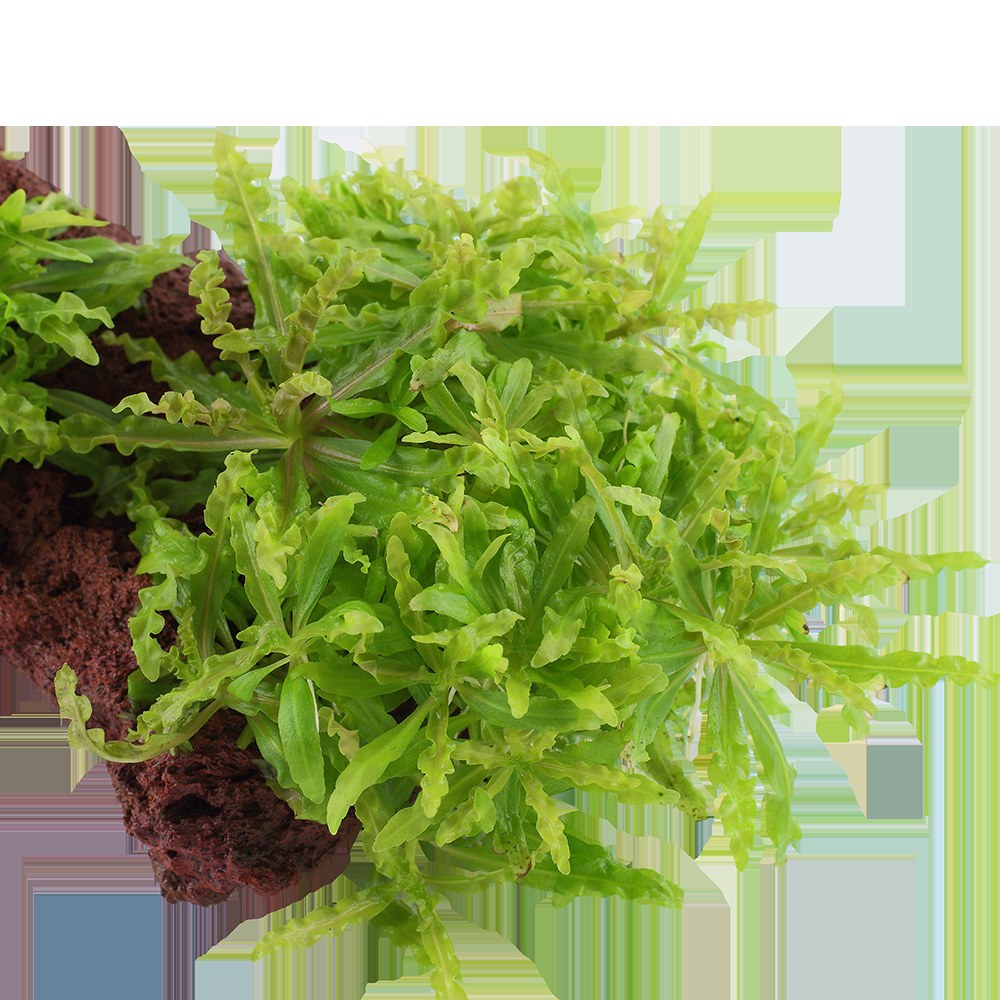 Pogostemon helferi on Lava Stone — Standard