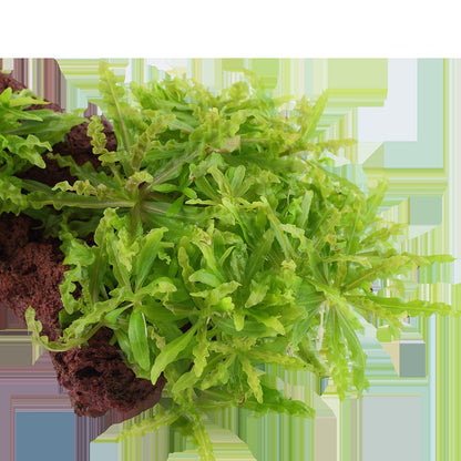 Pogostemon helferi on Lava Stone — Standard