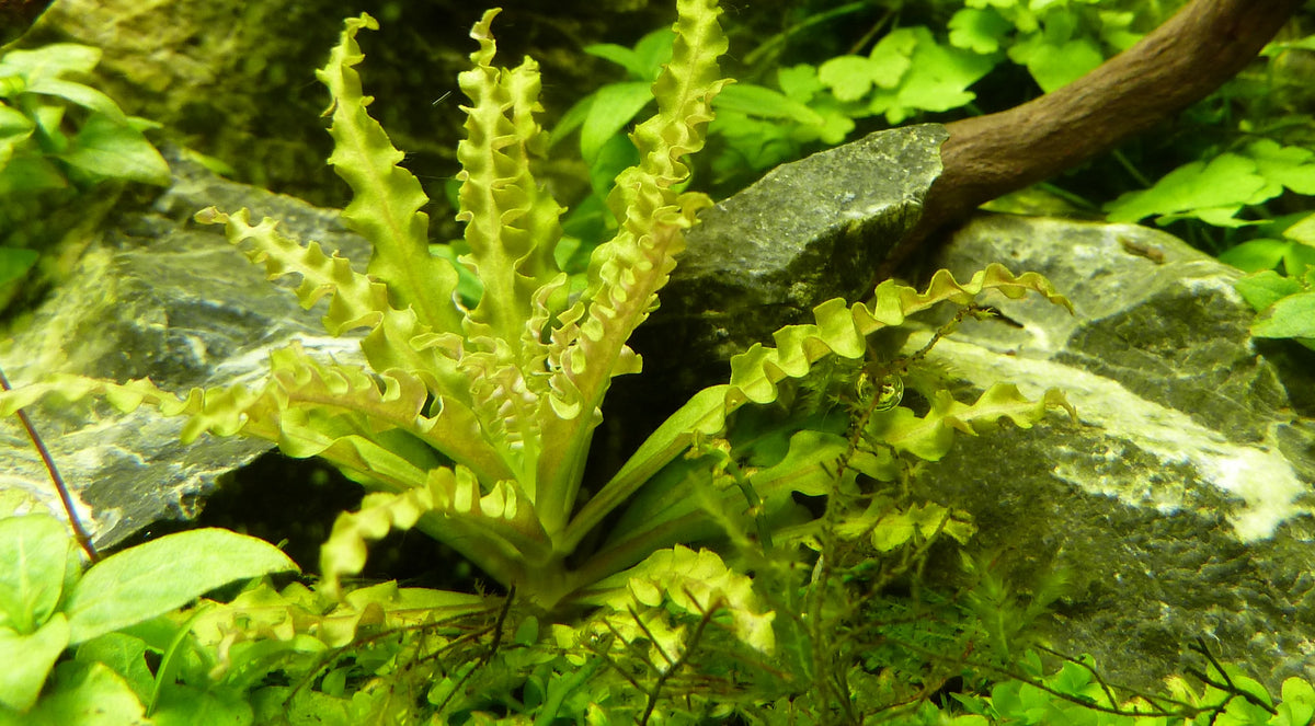 Pogostemon helferi on Lava Stone — Standard