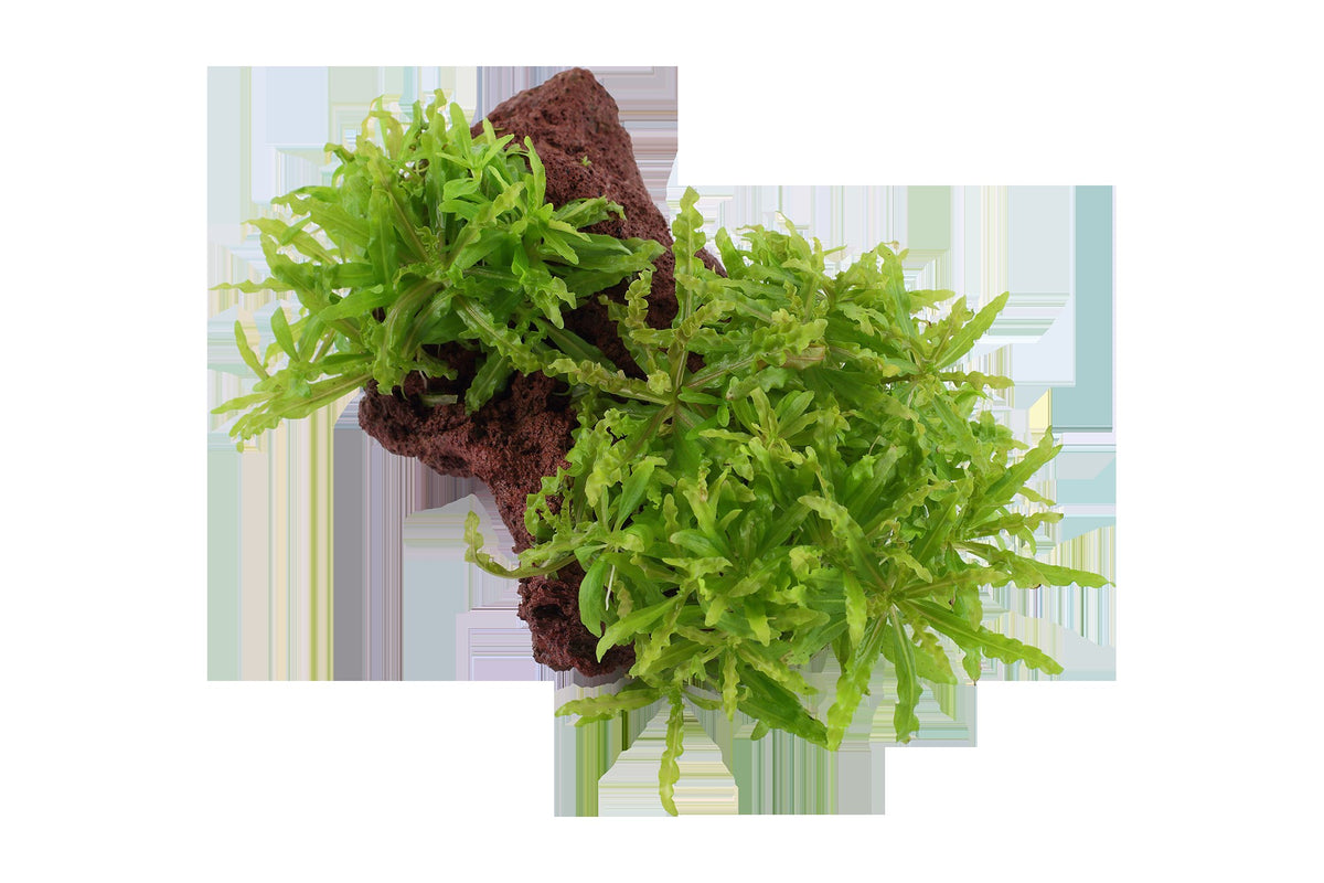 Pogostemon helferi on Lava Stone — Standard