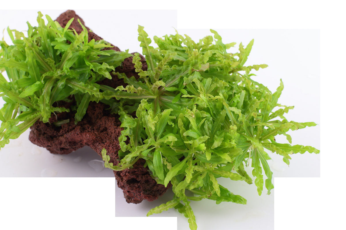 Pogostemon helferi on Lava Stone — Standard
