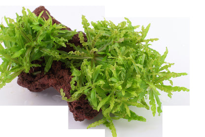 Pogostemon helferi on Lava Stone — Standard
