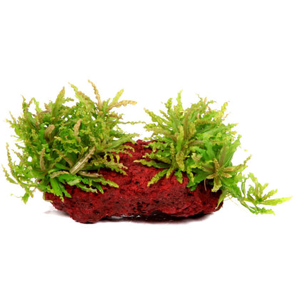 Pogostemon helferi on Lava Stone — Standard
