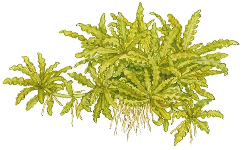 Pogostemon helferi on Lava Stone — Standard