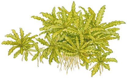 Pogostemon helferi on Lava Stone — Standard