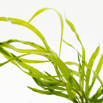Pogostemon quadrifolius foliage: narrow, slightly wavy leaves on upright stems