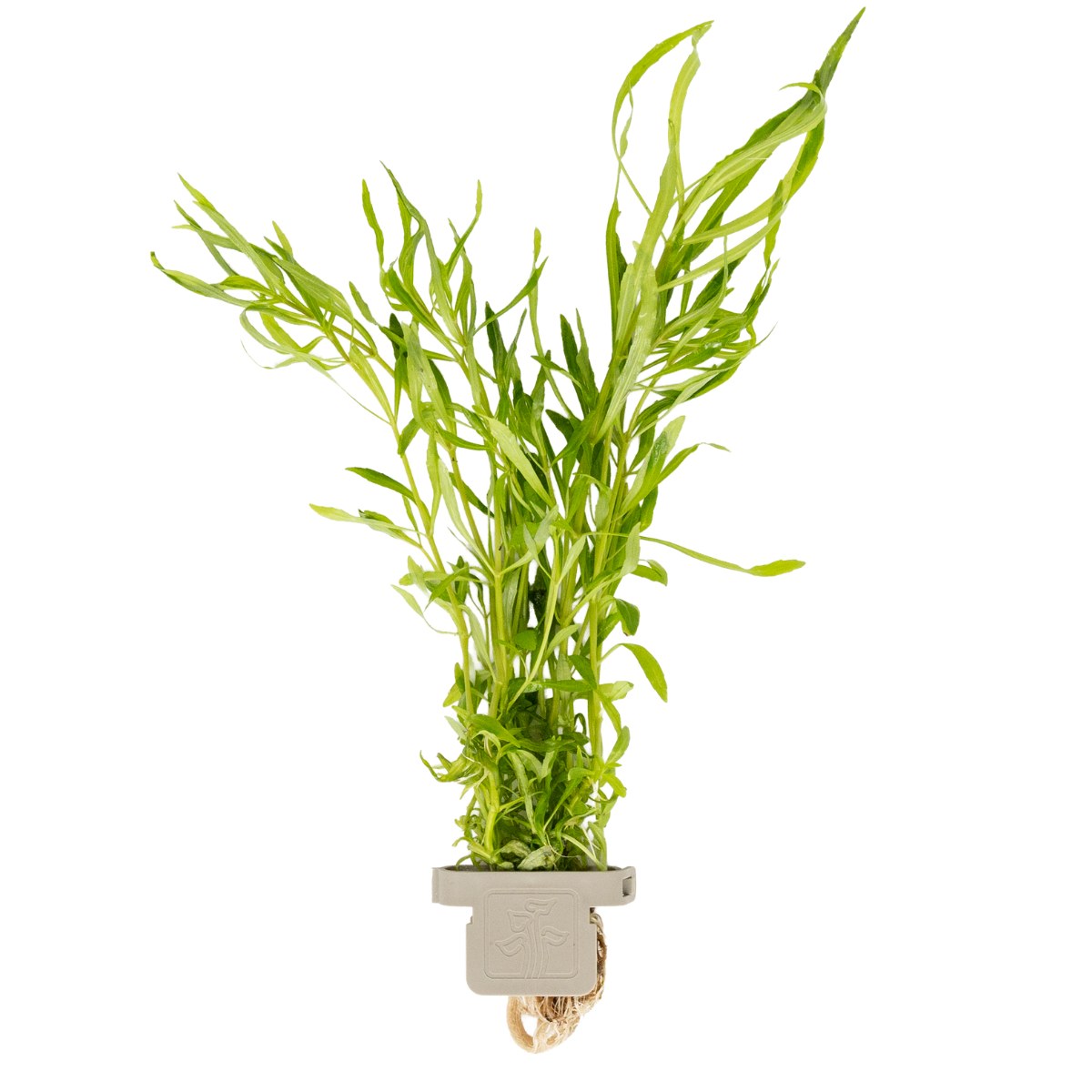 Pogostemon quadrifolius in Plant Clips format: a bunch of stems held in a plant clip, with roots below