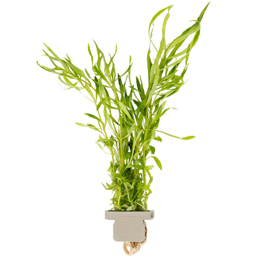 Pogostemon quadrifolius in Plant Clips format: a bunch of stems held in a plant clip, with roots below