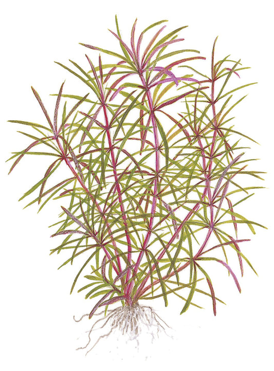 Pogostemon stellatus — Potted