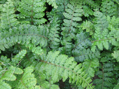 Polystichum polyblepharum Evergreen Fern: Pack of 3 (9cm Pots)