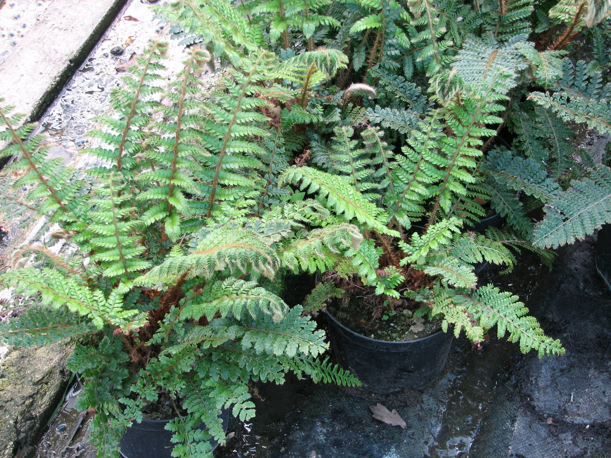 Polystichum polyblepharum Evergreen Fern: Pack of 3 (9cm Pots)