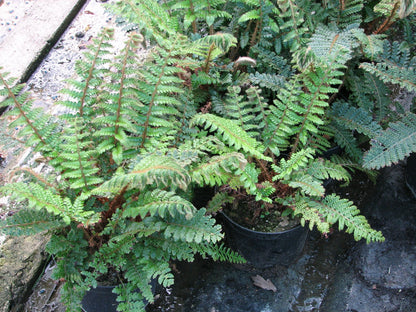 Polystichum polyblepharum Evergreen Fern: Pack of 3 (9cm Pots)