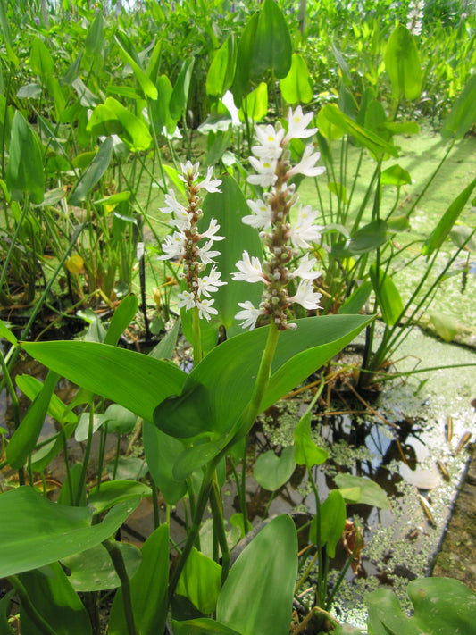 Pontederia cordata 'Alba' Pond Plant (3 Litre)