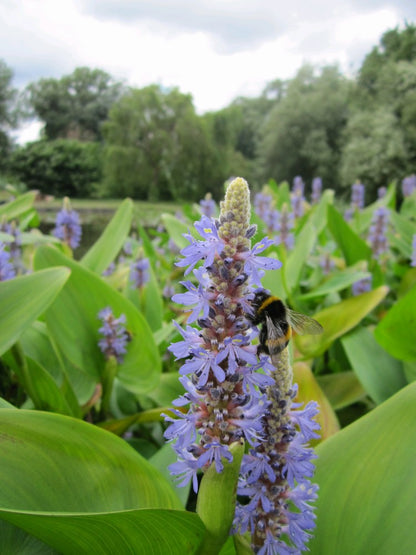Pontederia cordata Marginal Pond Plant