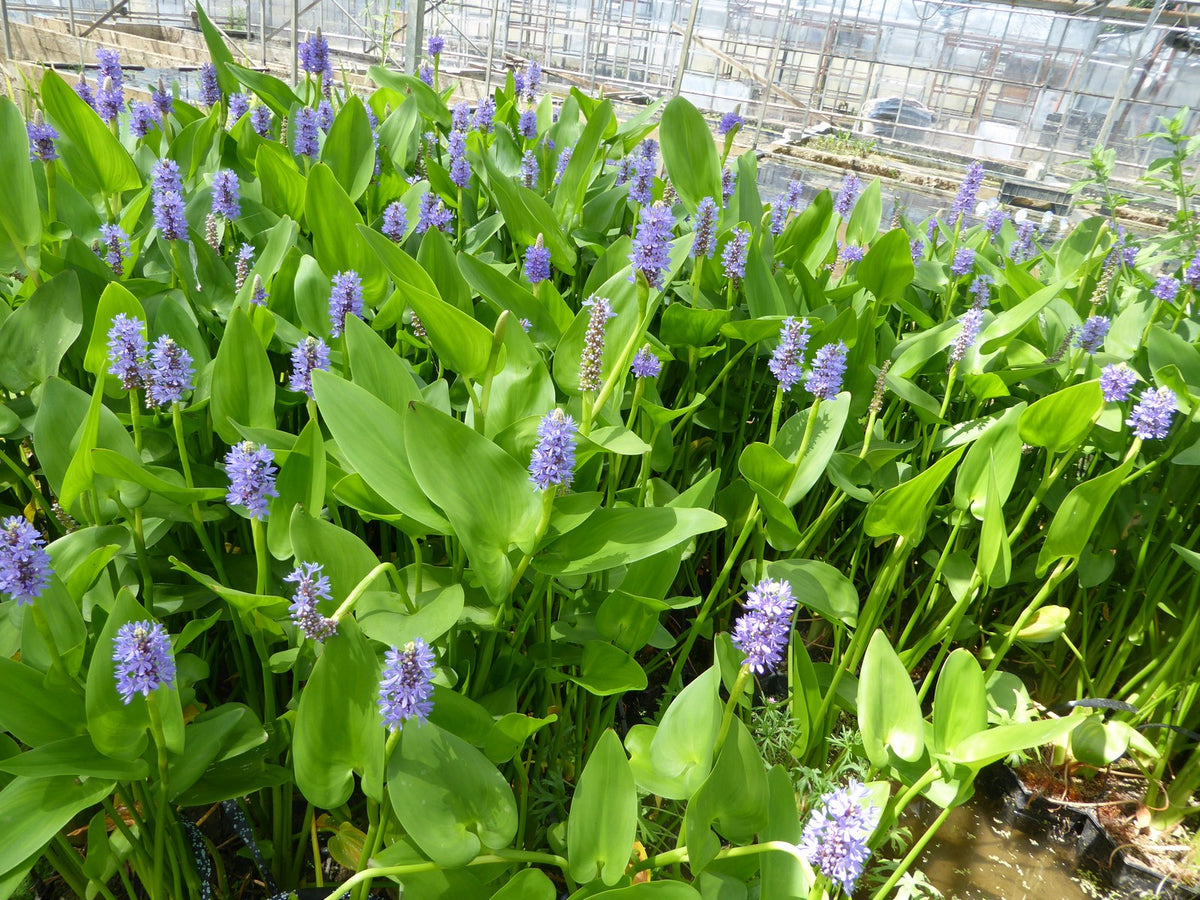 Pontederia cordata Marginal Pond Plant
