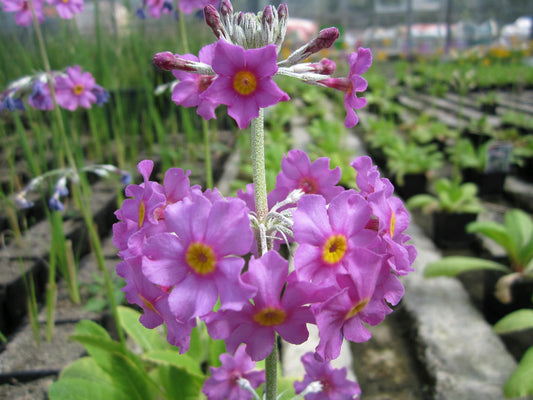 Primula beesiana (Candelabra Primula) - Pack of 3, 9cm Pots