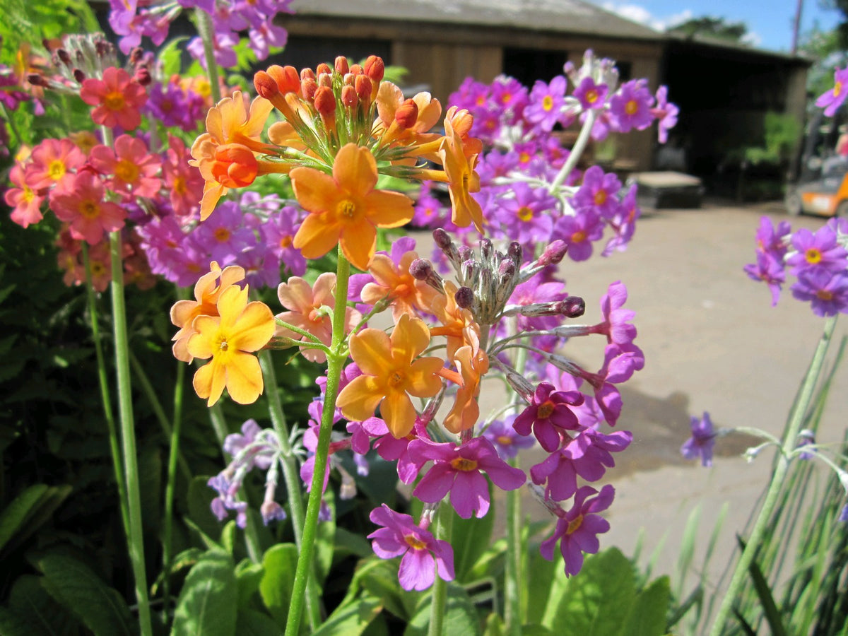 Primula bulleyana Pond Marginal Plant - Pack of 3 (9cm Pots)