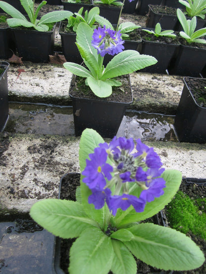 Primula denticulata - Pack of 3, 9cm Pots