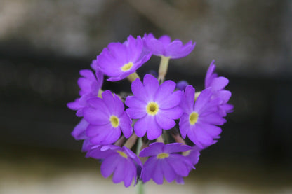 Primula denticulata - Pack of 3, 9cm Pots — close up