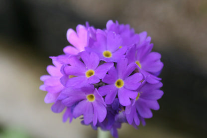 Primula denticulata - Pack of 3, 9cm Pots — close up