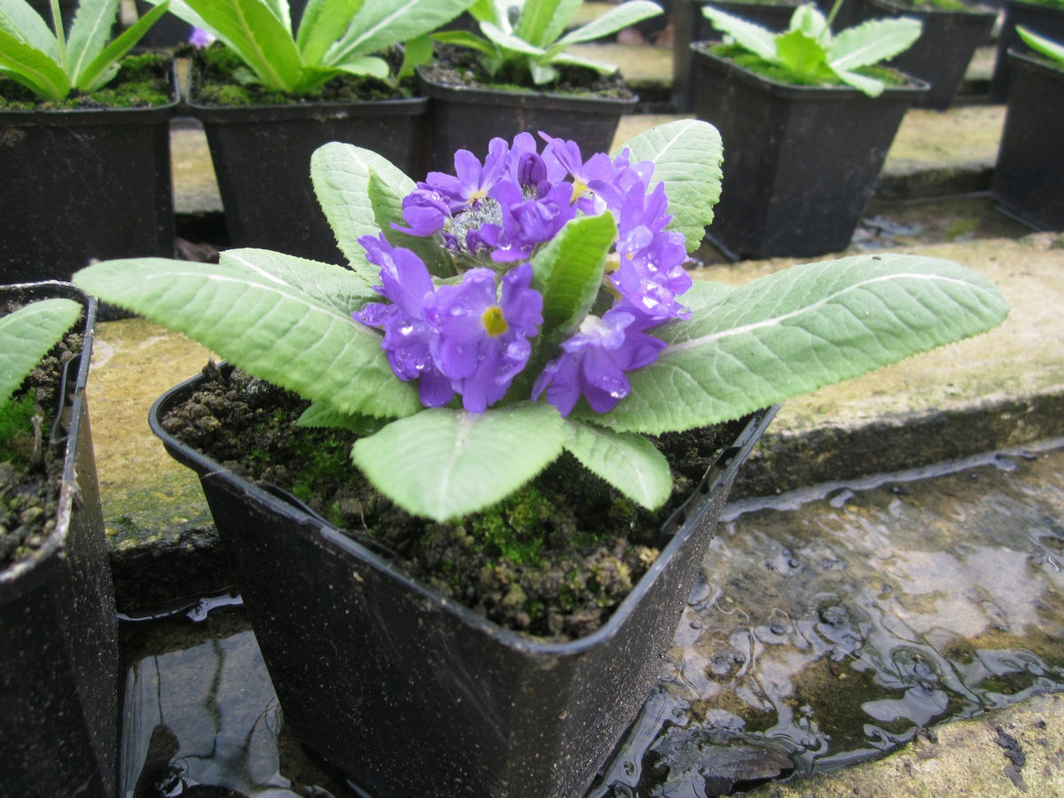 Primula denticulata - Pack of 3, 9cm Pots