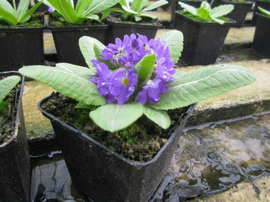 Primula denticulata - Pack of 3, 9cm Pots