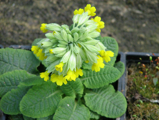 Primula veris (Cowslip) - Native Wildflower, Pack of 3 Plants in 9cm Pots