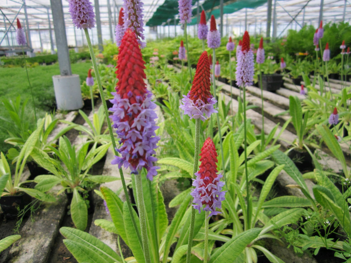 Primula vialii Pond & Bog Plant, Pack of 3 (9cm Pots)